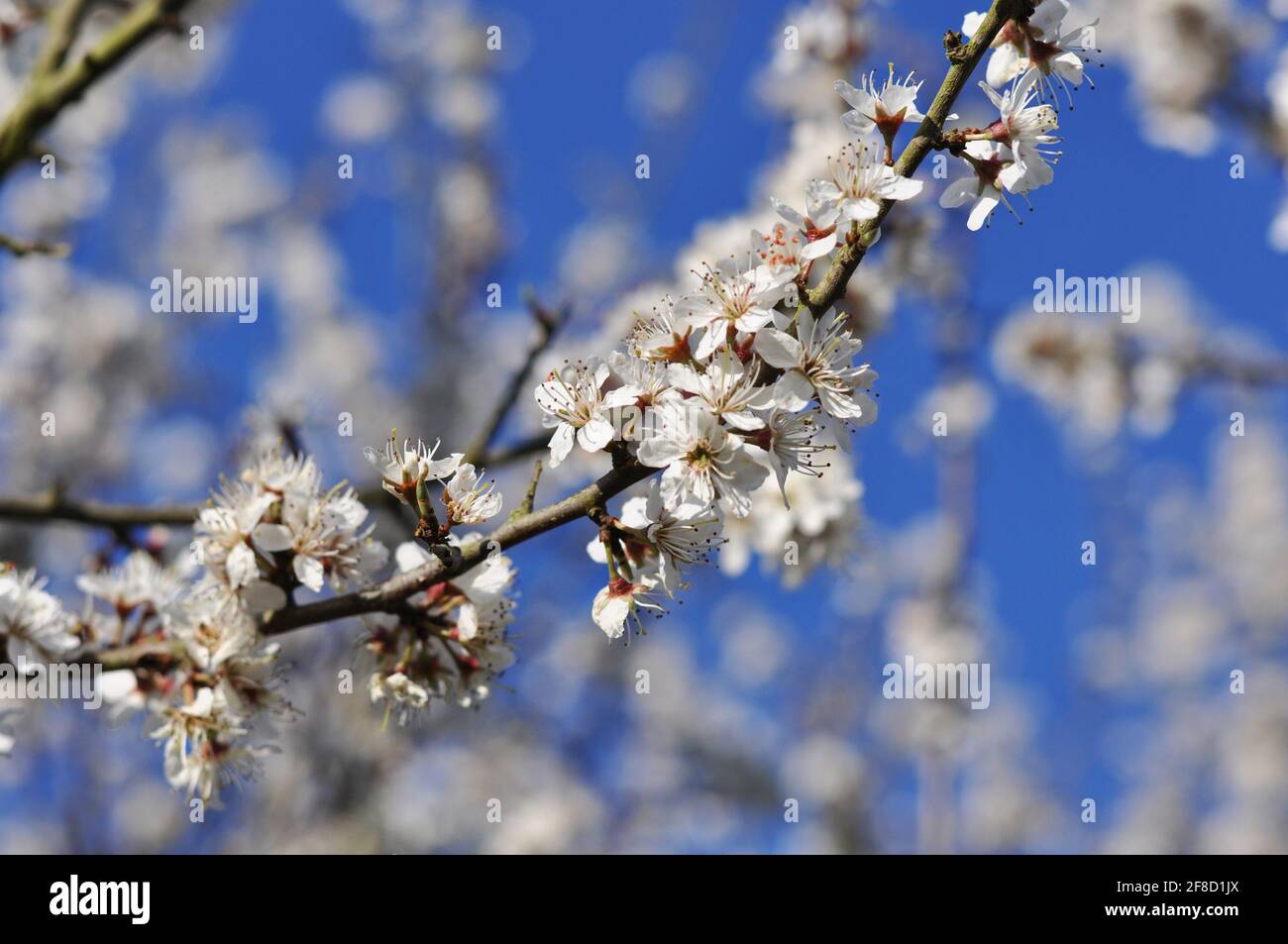 White blossoms on a tree in spring Stock Photo