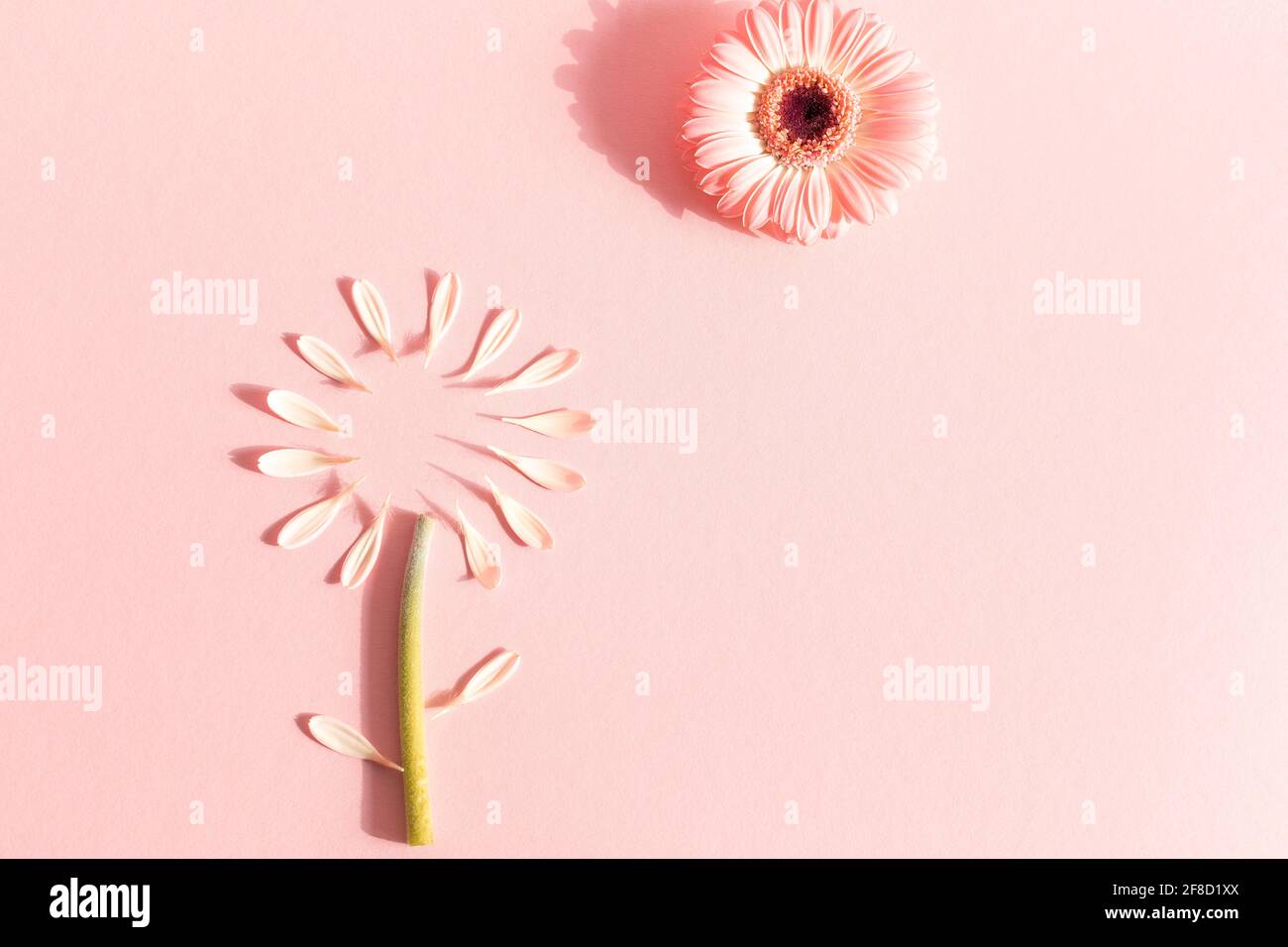 Abstract floral composition with gerbera flower and petals on pastel pink background. Minimal spring bloom concept. Greeting card design. Flat lay. Co Stock Photo
