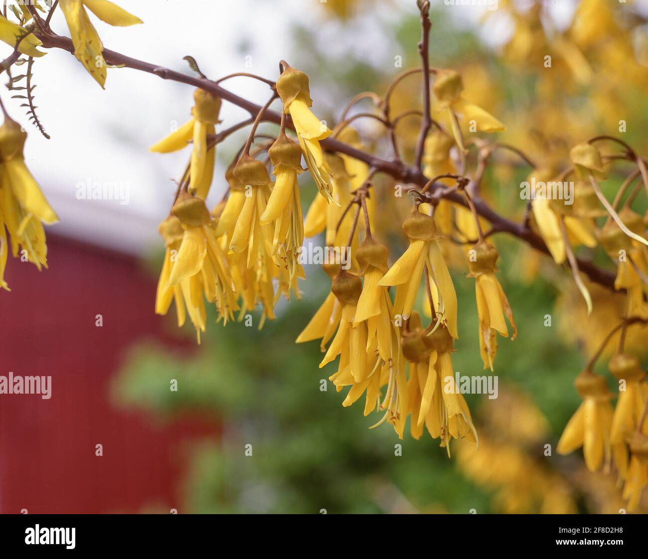 Yellow flowers new zealand native hires stock photography and images