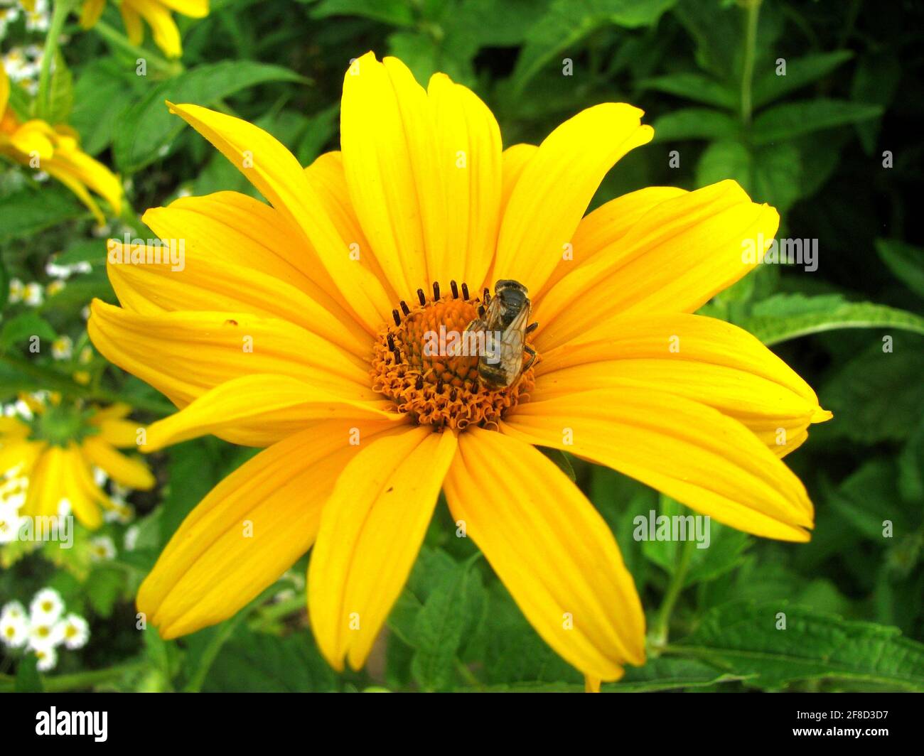 bee on a yellow flower in the garden of Dornburger Schlösser, Germany Stock Photo