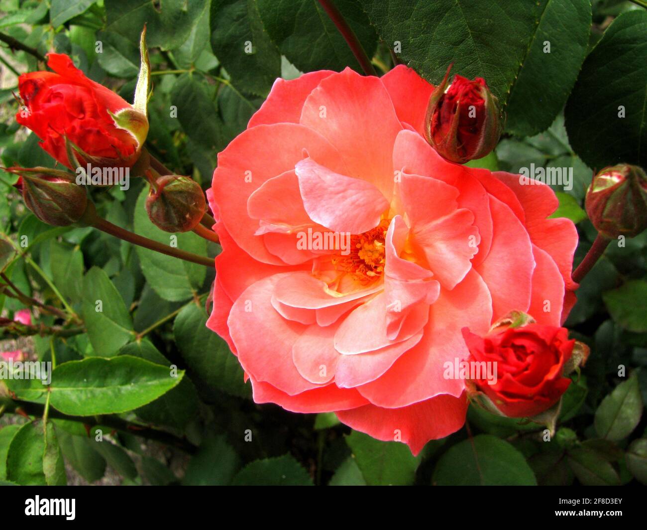beautiful rose in the garden of castle Dornburger Schlösser Germany Stock Photo