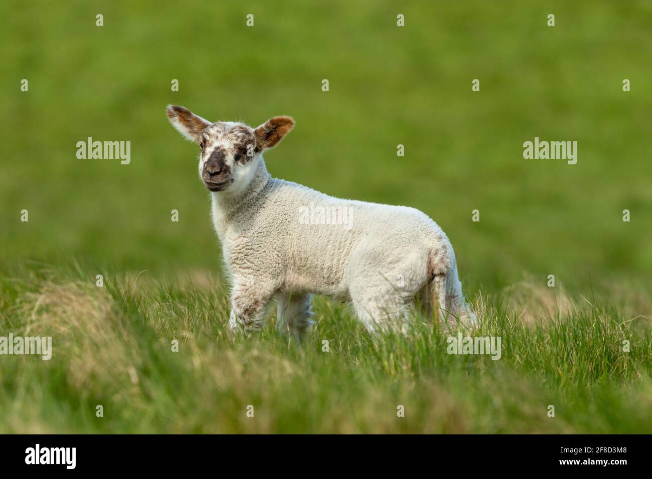 Close up of a young lamb in Springtime, stood in lush green meadow. Clean, green  background.  Looking to the front. Horizontal.  Space for copy. Stock Photo