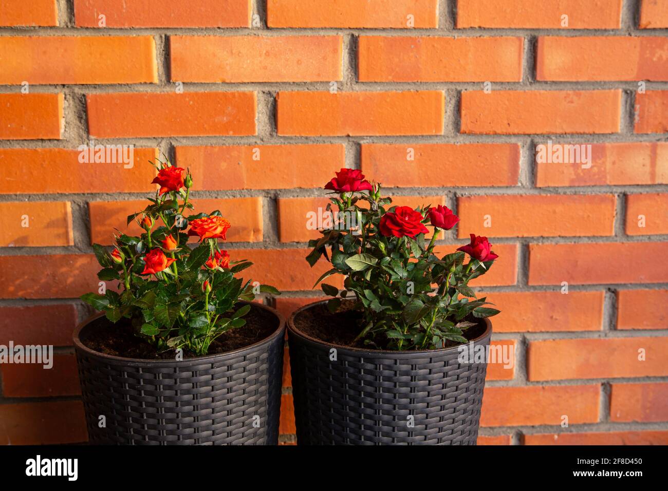 Two cute miniature roses, orange and dark red growing in black color plastic rattan flower pot in home outdoors, horticulture. Room for text. Stock Photo