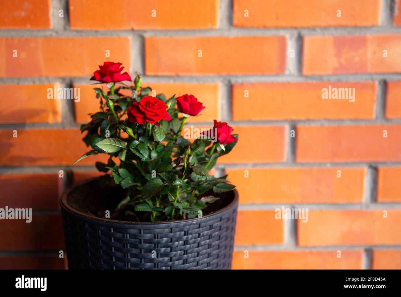 Two cute miniature roses, orange and dark red growing in black color plastic rattan flower pot in home outdoors, horticulture. Room for text. Stock Photo