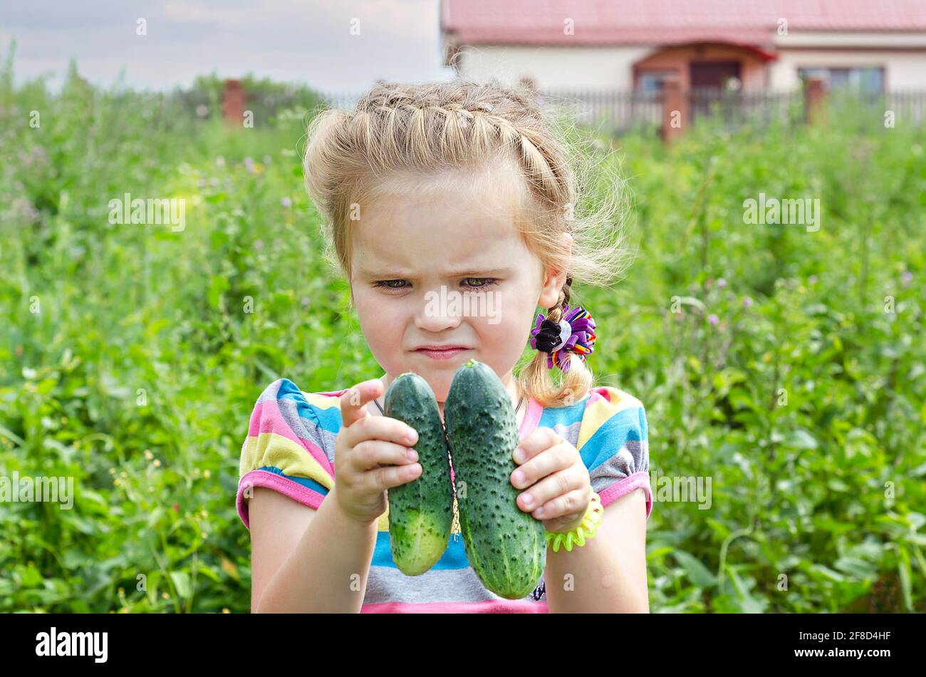 Young cucumber plants hires stock photography and images Alamy