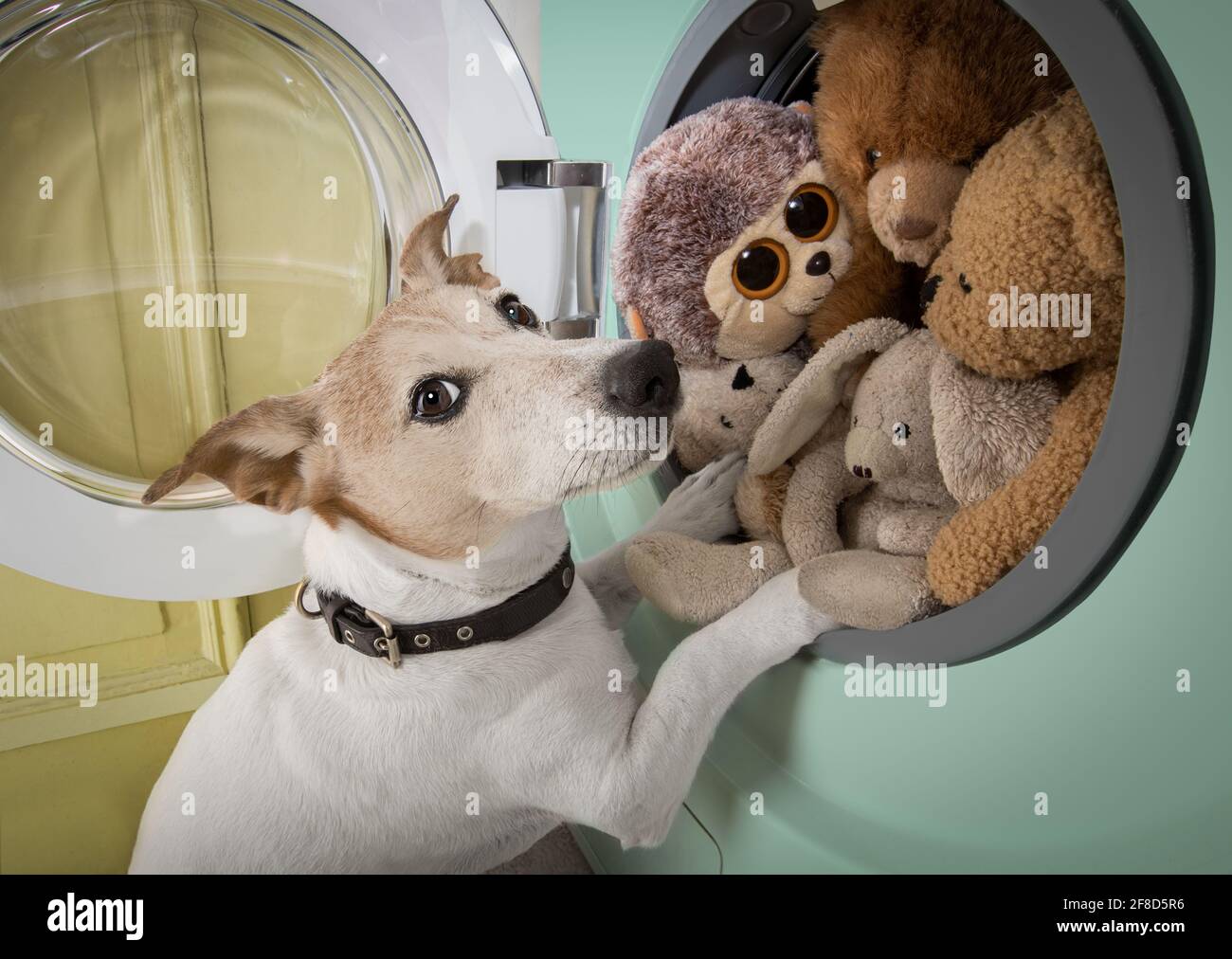 dog at a washing machine ready to do the chores and homework or housework and clean the  dirty teddy bears Stock Photo