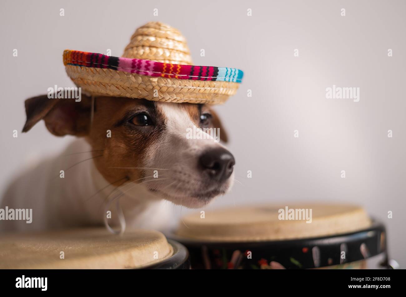 A funny dog in a sombrero plays mini 