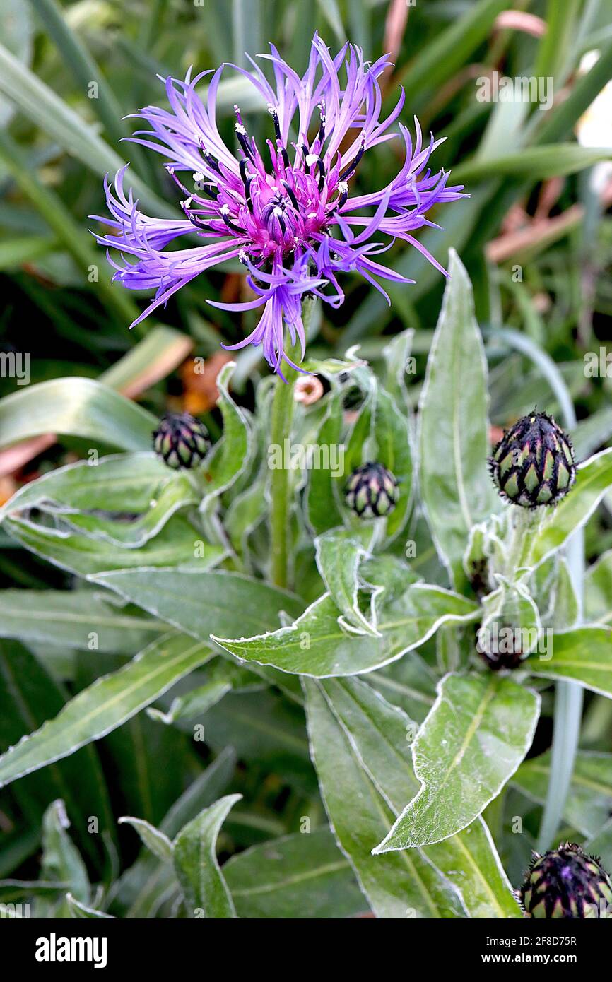 Centaurea montana grandiflora hires stock photography and images Alamy