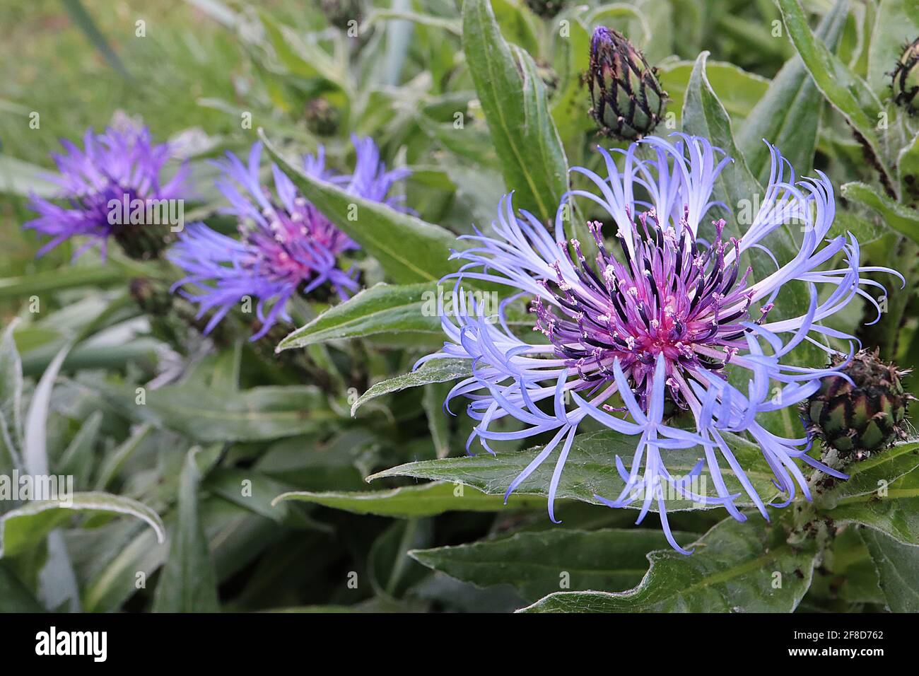 Centaurea montana ‘Grandiflora’ perennial cornflower Grandiflora – fringed radial violet blue flowers and lance-shaped leaves,  April, England, UK Stock Photo