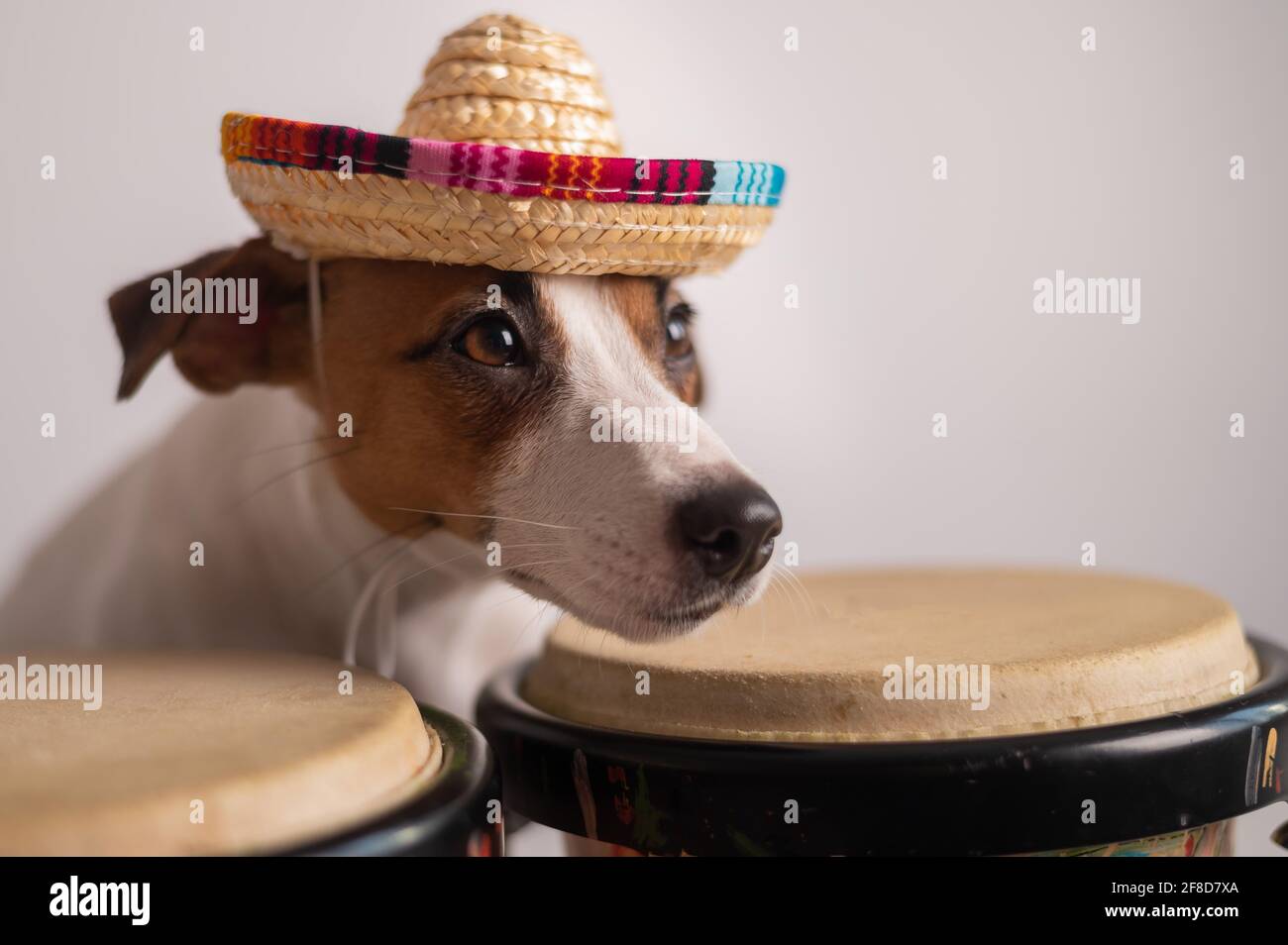 A funny dog in a sombrero plays mini bongo drums. Jack Russell Terrier