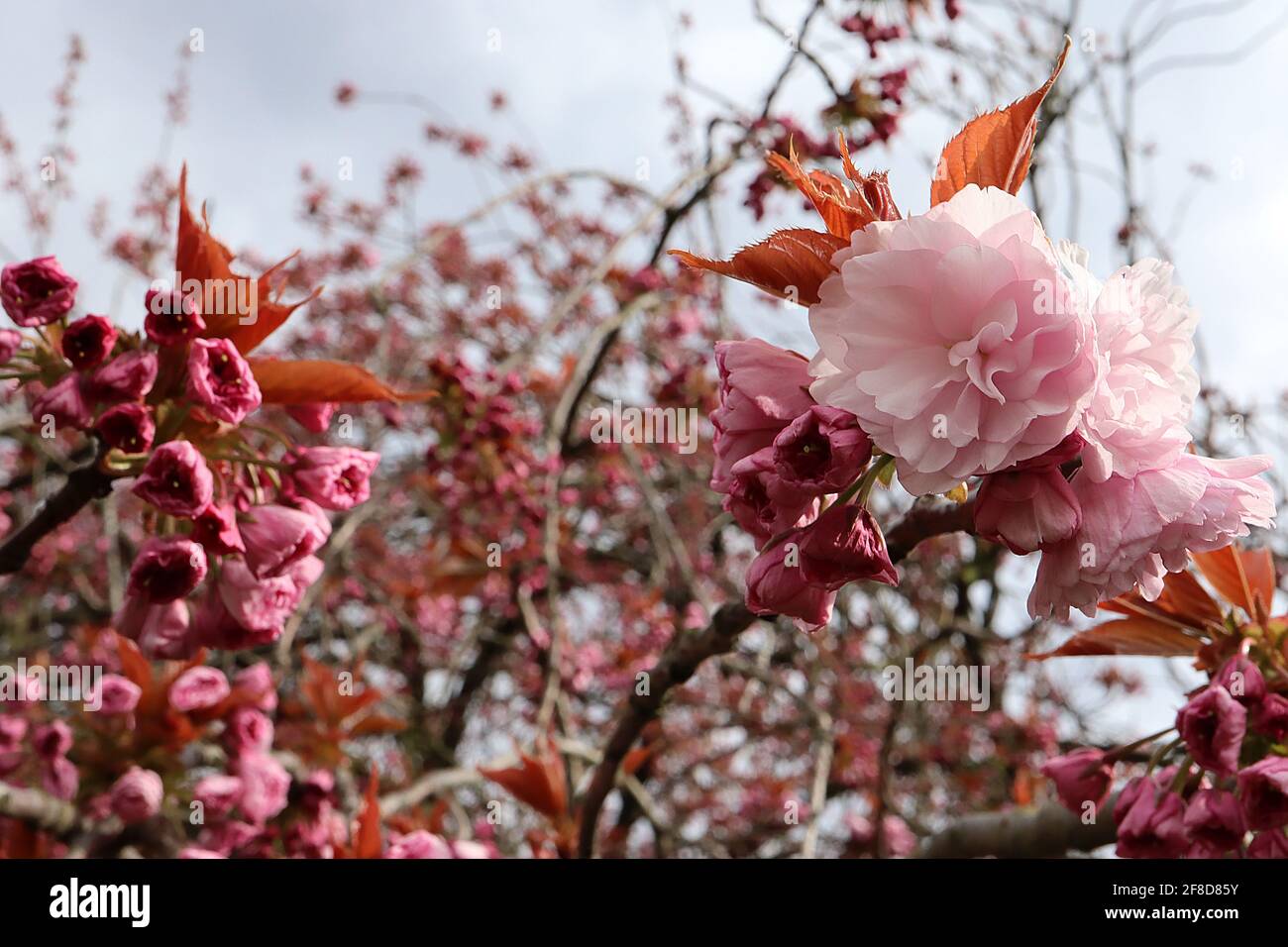 Prunus ‘Kanzan’ Kanzan cherry blossom – stalked clusters of double pink flowers, April, England, UK Stock Photo