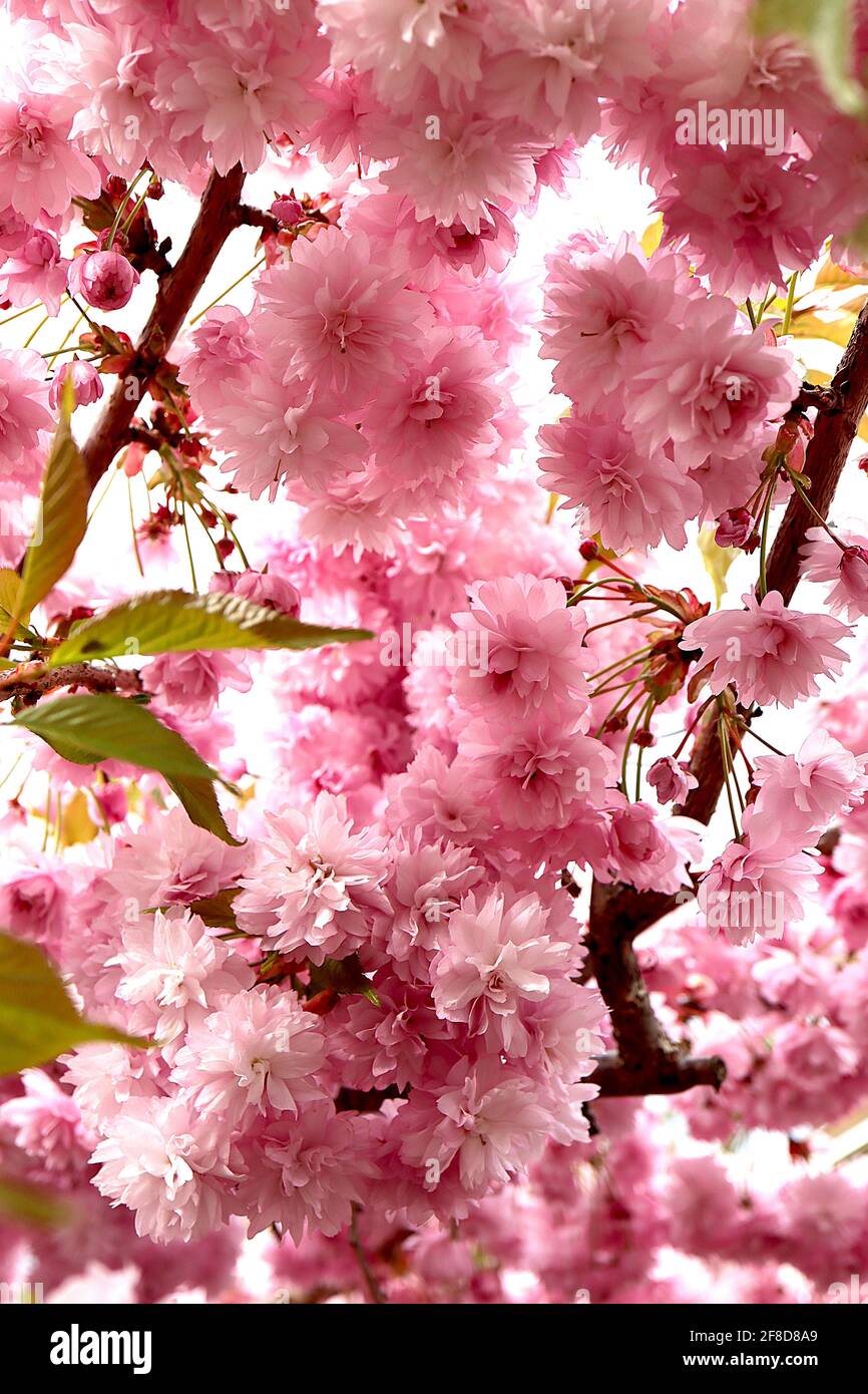 Prunus ‘Kanzan’ Kanzan cherry blossom – stalked clusters of double pink flowers, April, England, UK Stock Photo