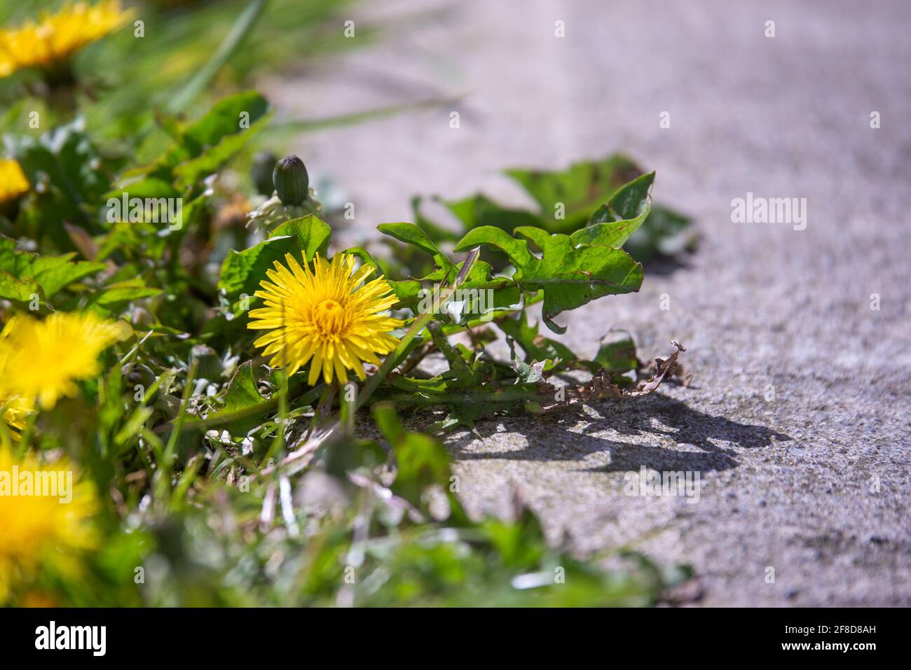 Dandelion weeds growing along a path Stock Photo