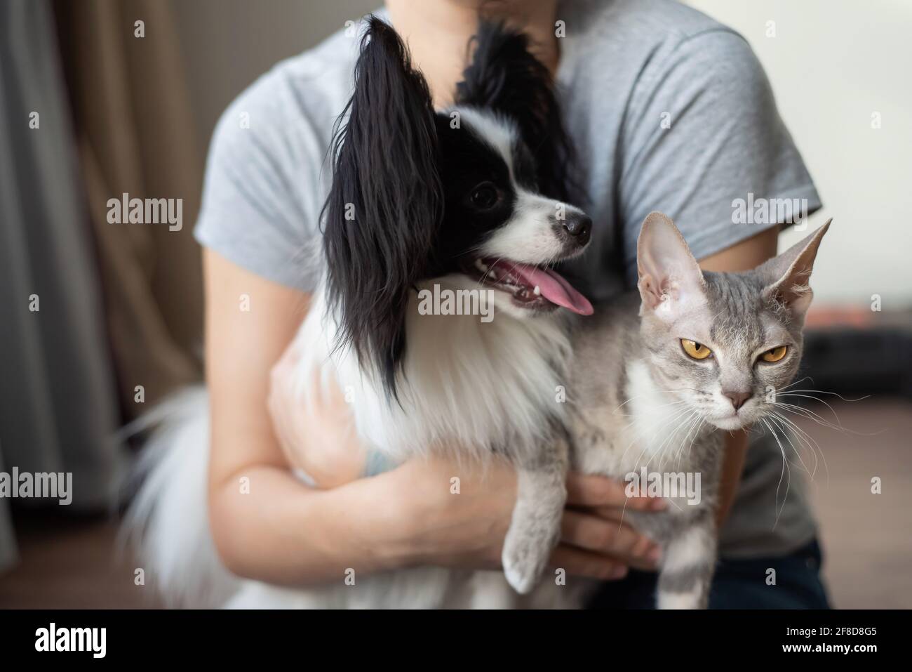 A woman holds in her hands a brush sphinx cat and a papillon dog Stock Photo