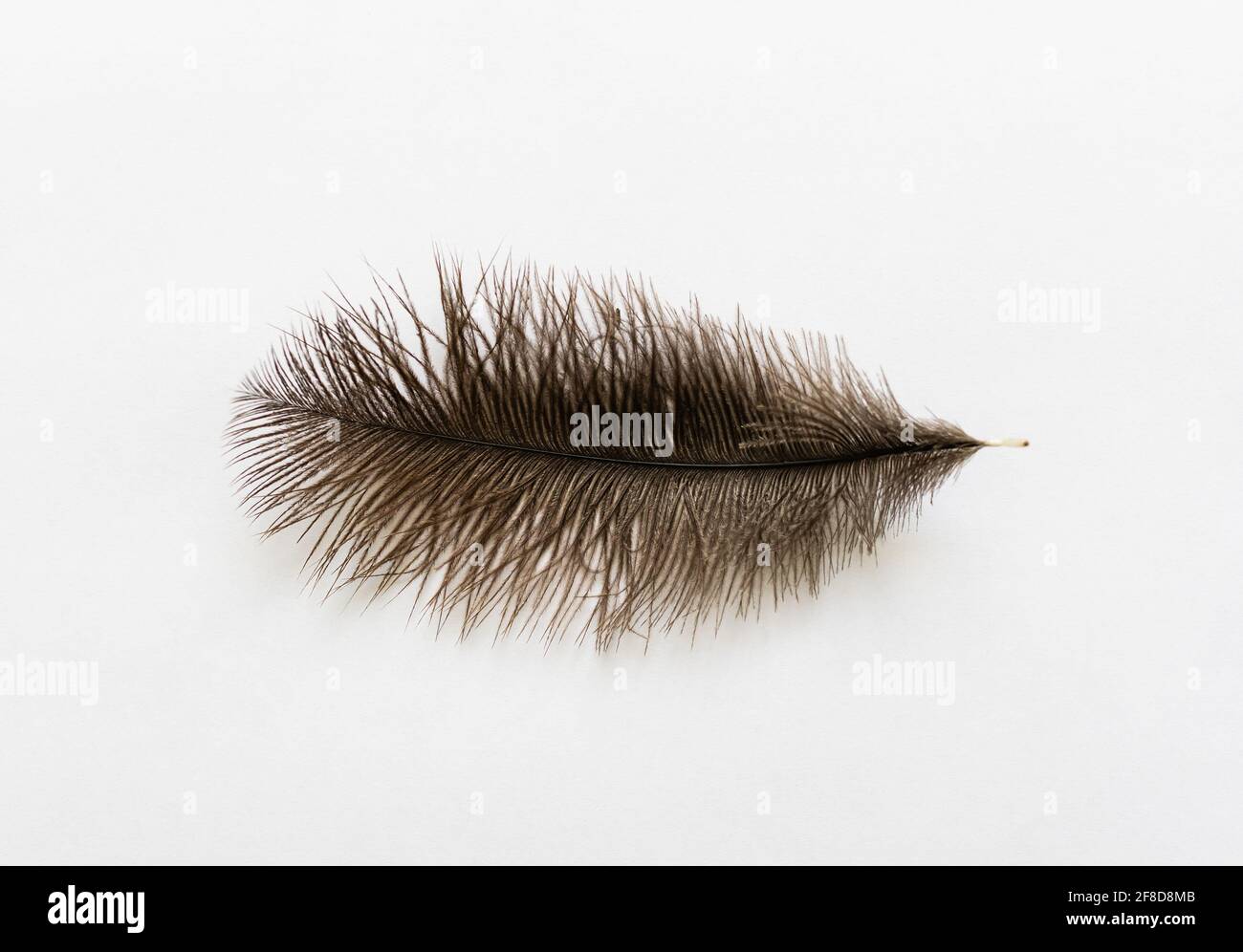 Large ostrich wing feather plume against white background Stock Photo