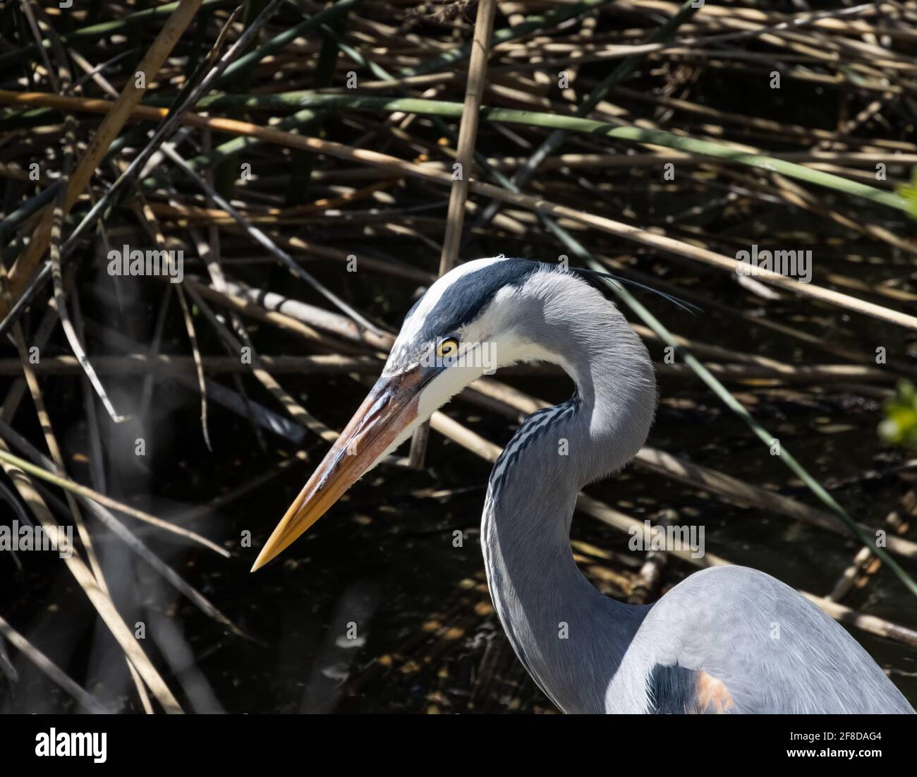 Blue heron closeup portrait at San Joaquin Marsh and Wildlife Sanctuary ...