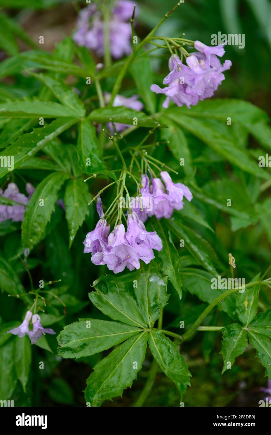 cardamine pentaphylla,lilac flowers,flower,flowers,spring,shade,shaded,shady,wood,woodland,woodland garden,spring in the garden, RM Floral Stock Photo