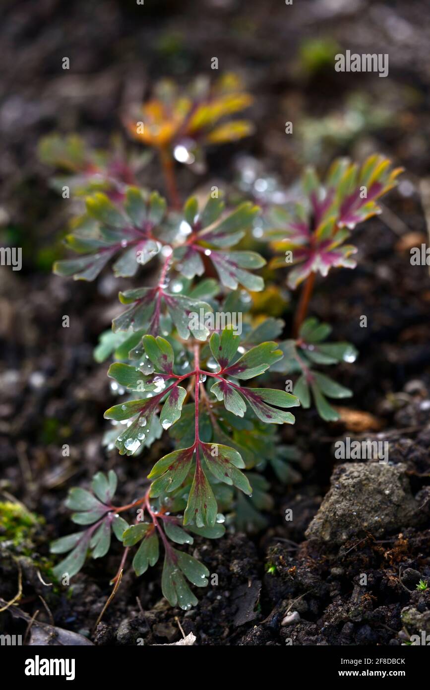 Purple markings hires stock photography and images Alamy