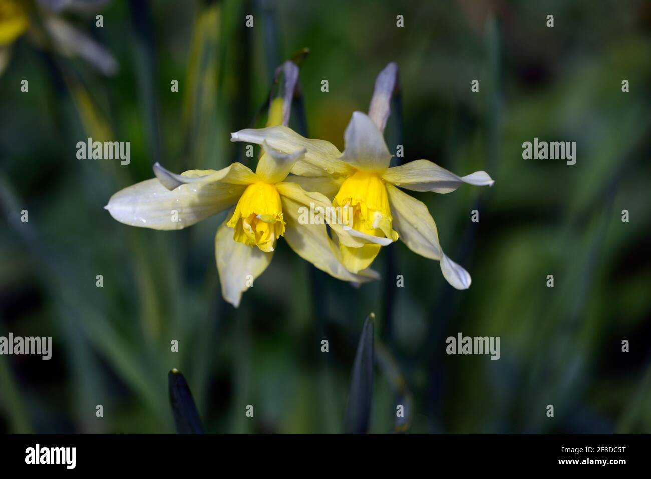 narcissus,daffodil,narcissi,daffodils,heritage variety,historical