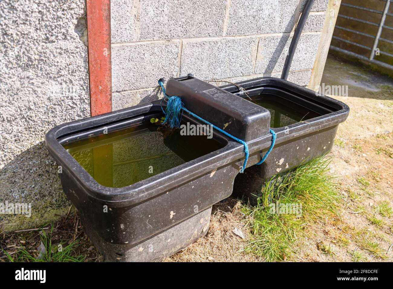 Water trough with green water for livestock in a farm, beside a barn