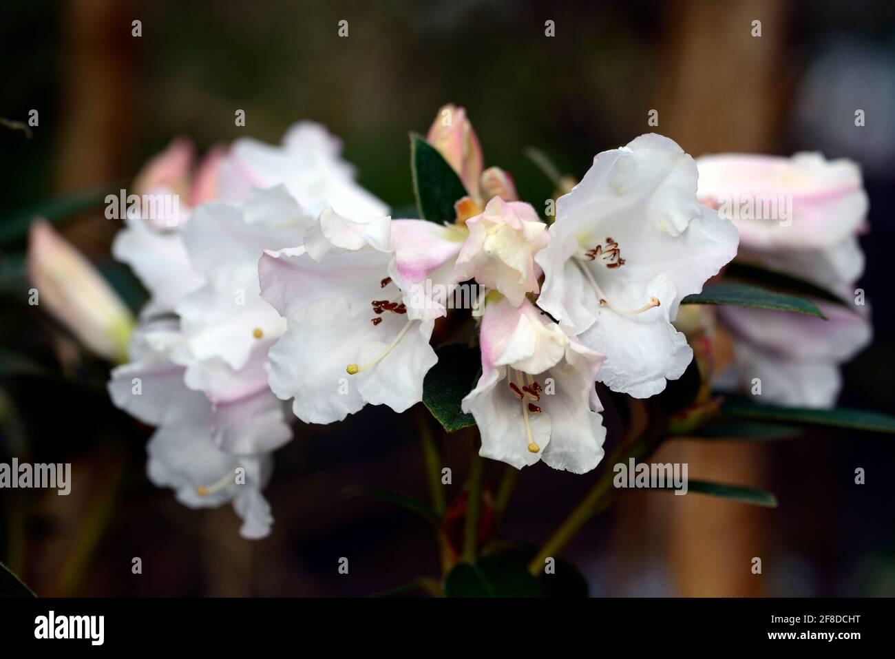 Rhododendron Lady Alice Fitzwilliam,strongly scented funnel shaped flowers,trusses of flowers,flower trusses,white flowers,flowering,scent,scented rho Stock Photo