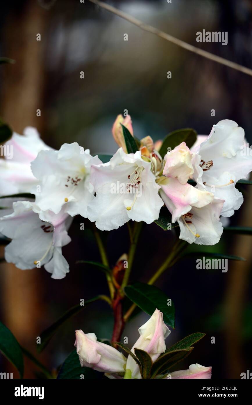 Rhododendron Lady Alice Fitzwilliam,strongly scented funnel shaped flowers,trusses of flowers,flower trusses,white flowers,flowering,scent,scented rho Stock Photo