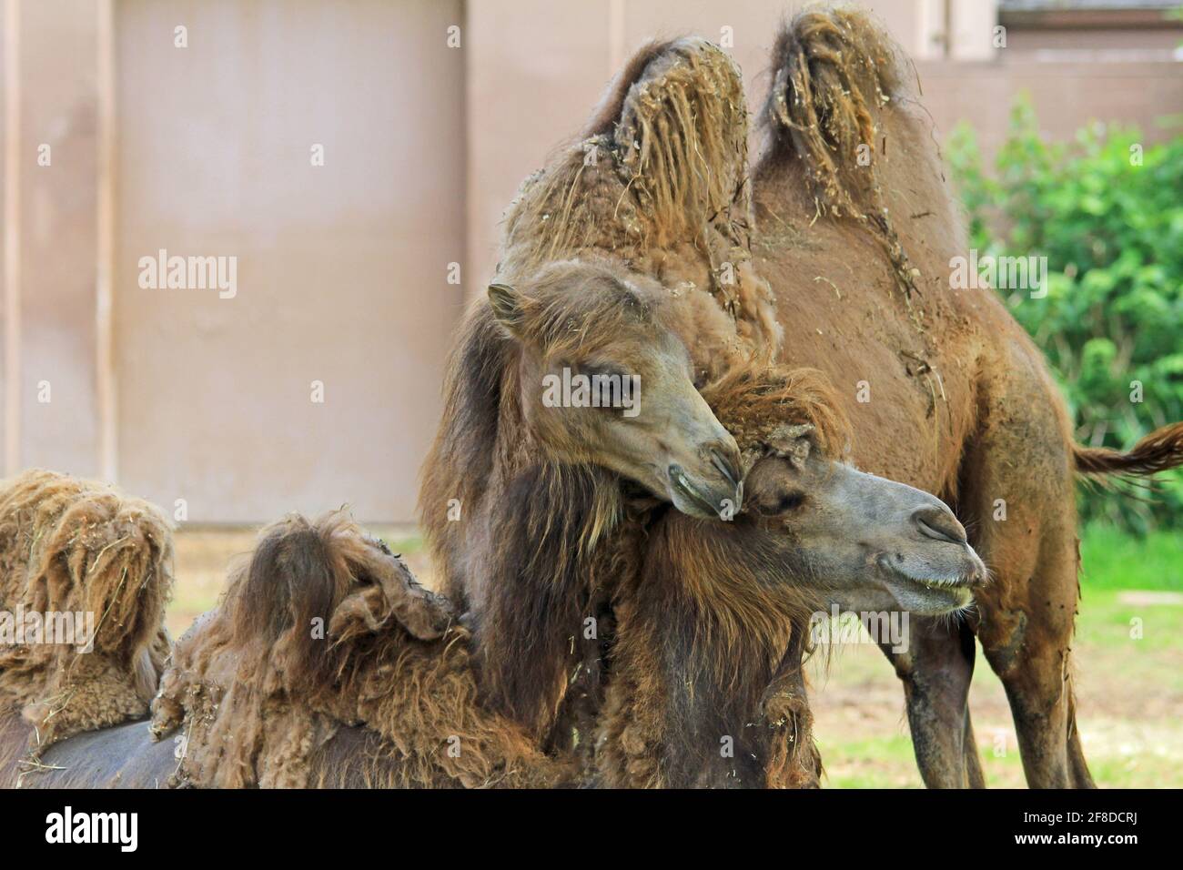 Tenderness between camels Stock Photo
