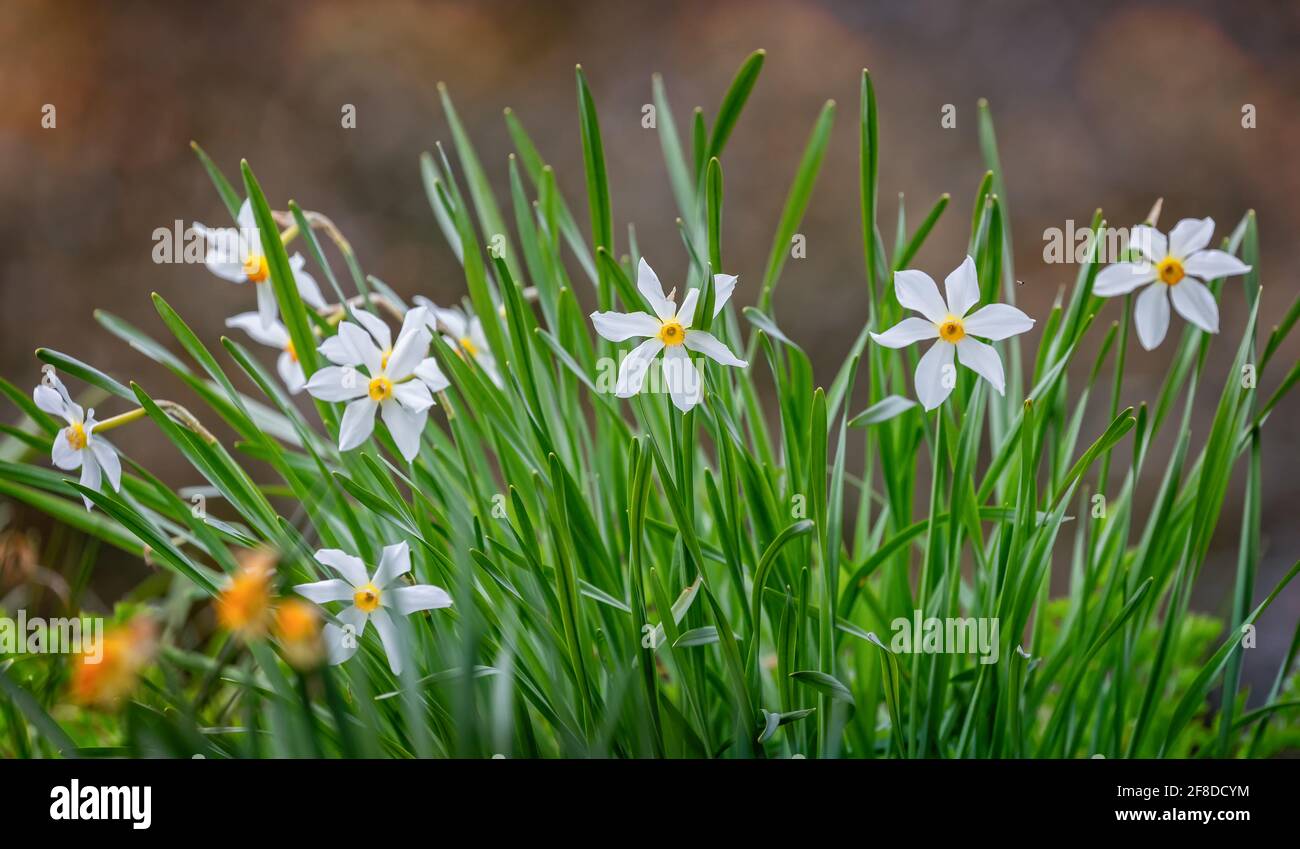 Close up of a cluster of delicate white and yellow daffodils at eye level Stock Photo