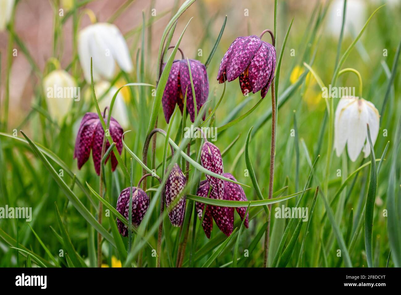 Close up of a cluster of purple snake's head fritillaries Stock Photo