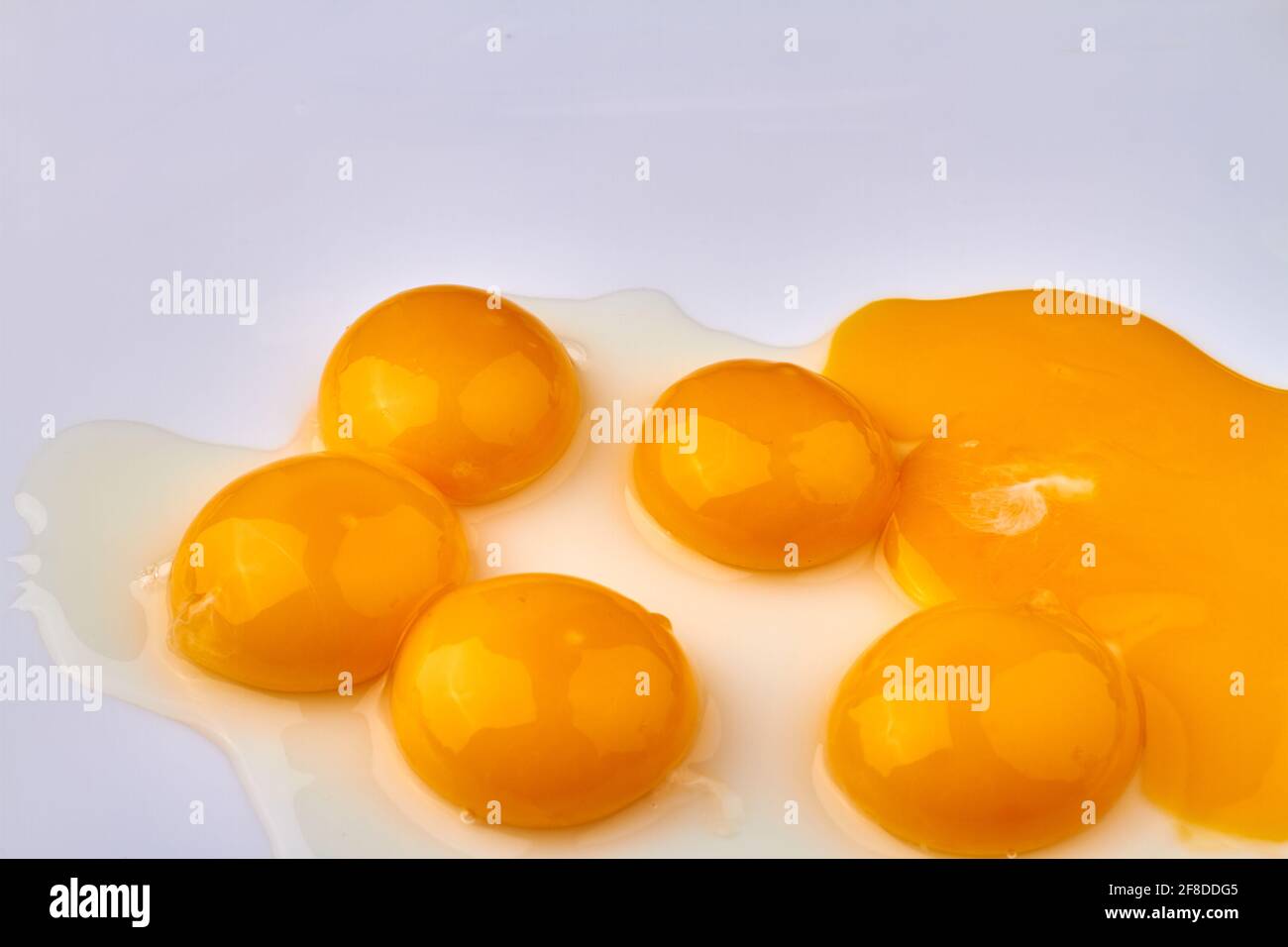 Gathering of yolks close-up. Close-up shiny chicken egg yolks. Stock Photo