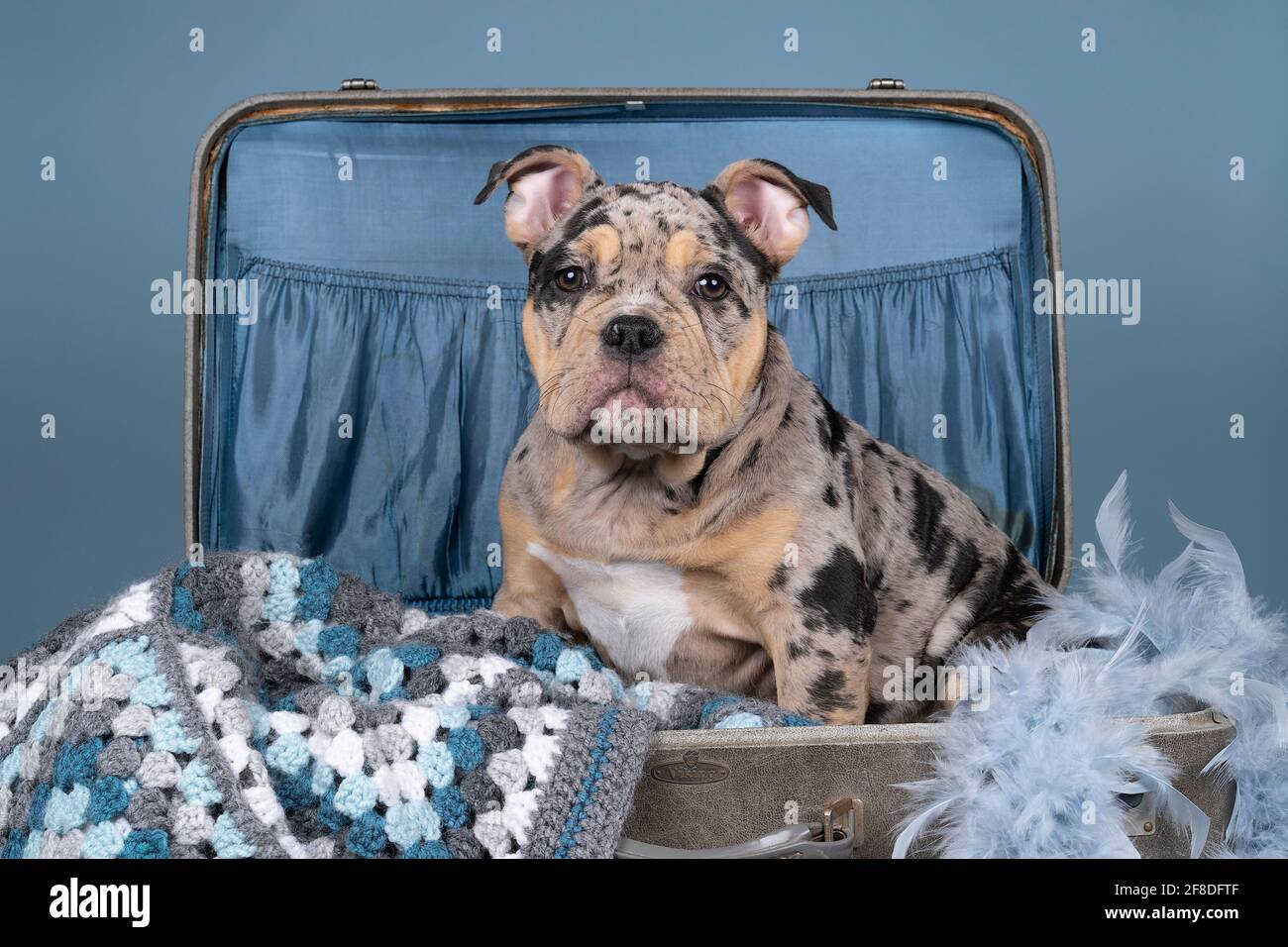 A Portrait of a cute old english bulldog puppy in a suitcase with a plaid on a blue background Stock Photo