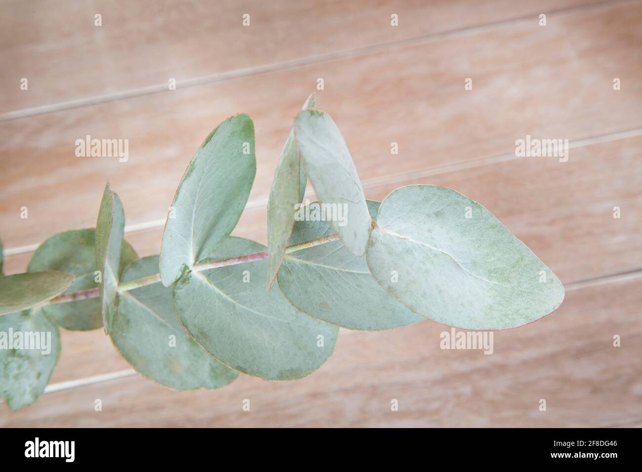 Eucalyptus pulverulenta leaves hi-res stock photography and images - Alamy