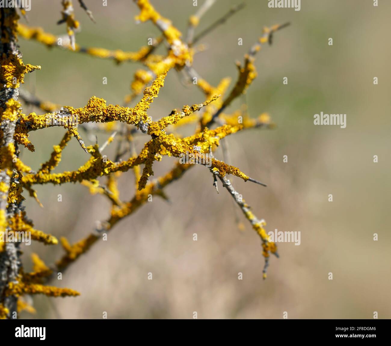 Sick tree branches with yellow parasitic fungus named Maritime sunburst lichen or Xanthoria parietina. Detailed picture of yellow shore lichen on tree Stock Photo