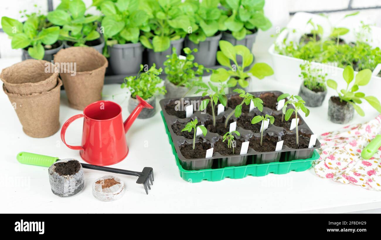 Gardening tools and accessories for plant transplantation and home garden maintenance. Tomato seedlings in plastic cassettes. Growing vegetables and f Stock Photo