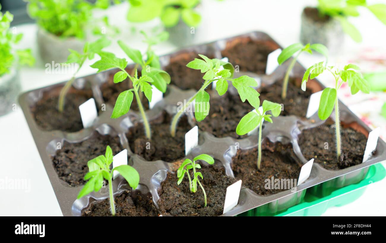 Tomato seedlings close-up top view. Growing tomato seedlings in plastic cassettes filled with peat or coconut substrates. The use of labels to mark th Stock Photo
