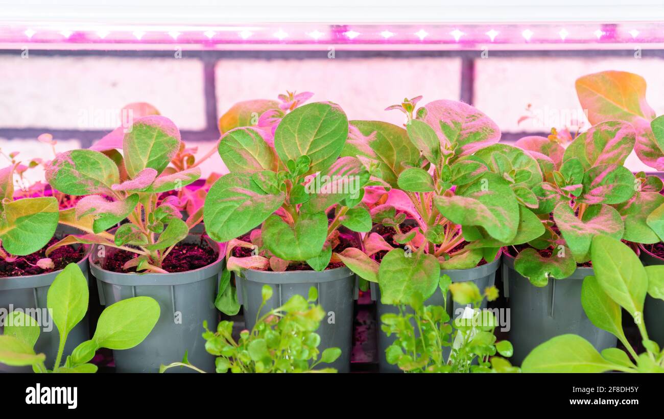 Growing seedlings of vegetables and flowers under full spectrum led