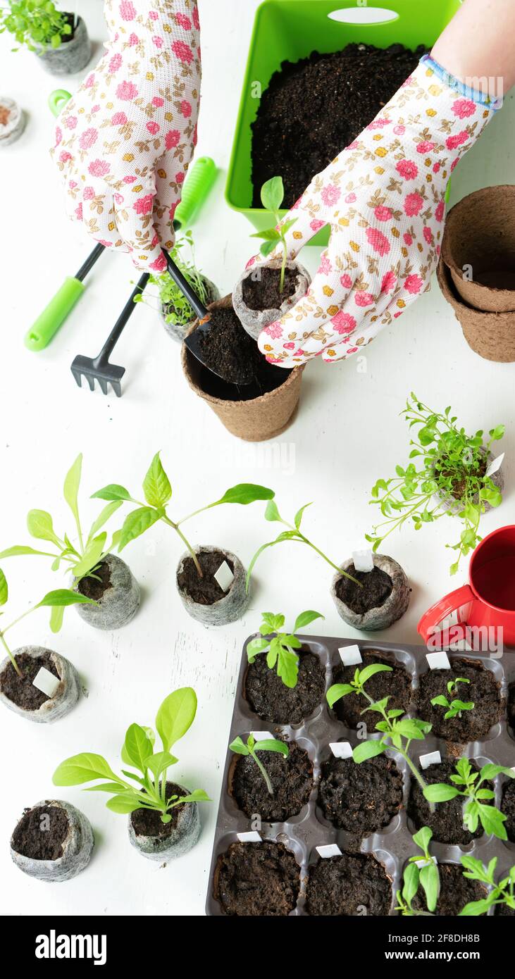 Seedling care close-up vertical photo. Transplanting vegetable and flower plants into biodegradable peat pots. Home garden concept. Growing bell peppe Stock Photo