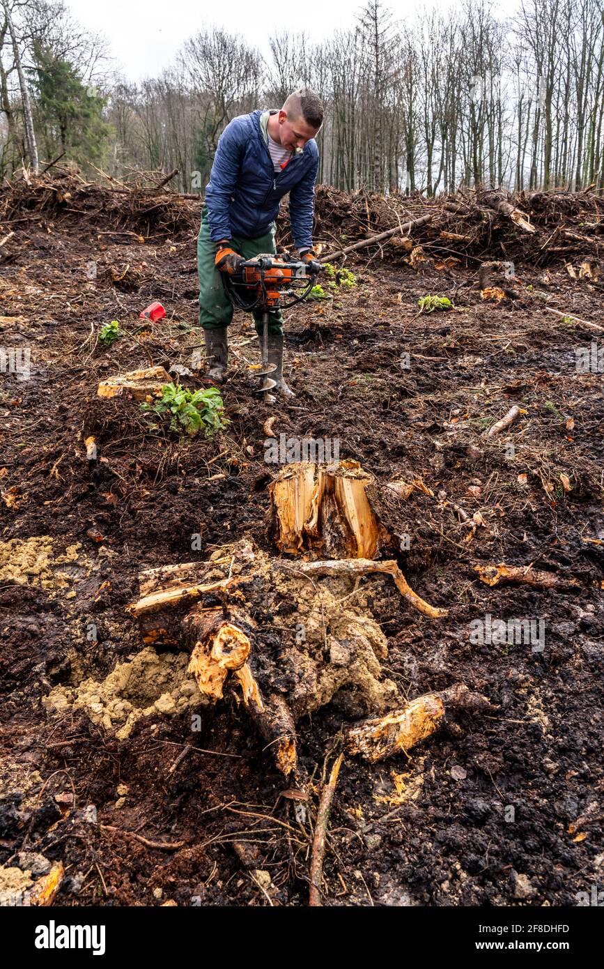 Reforestation in the Arnsberg forest near Rüthen-Nettelstädt, district of Soest, forest workers drill holes in the forest floor to plant young oak tre Stock Photo