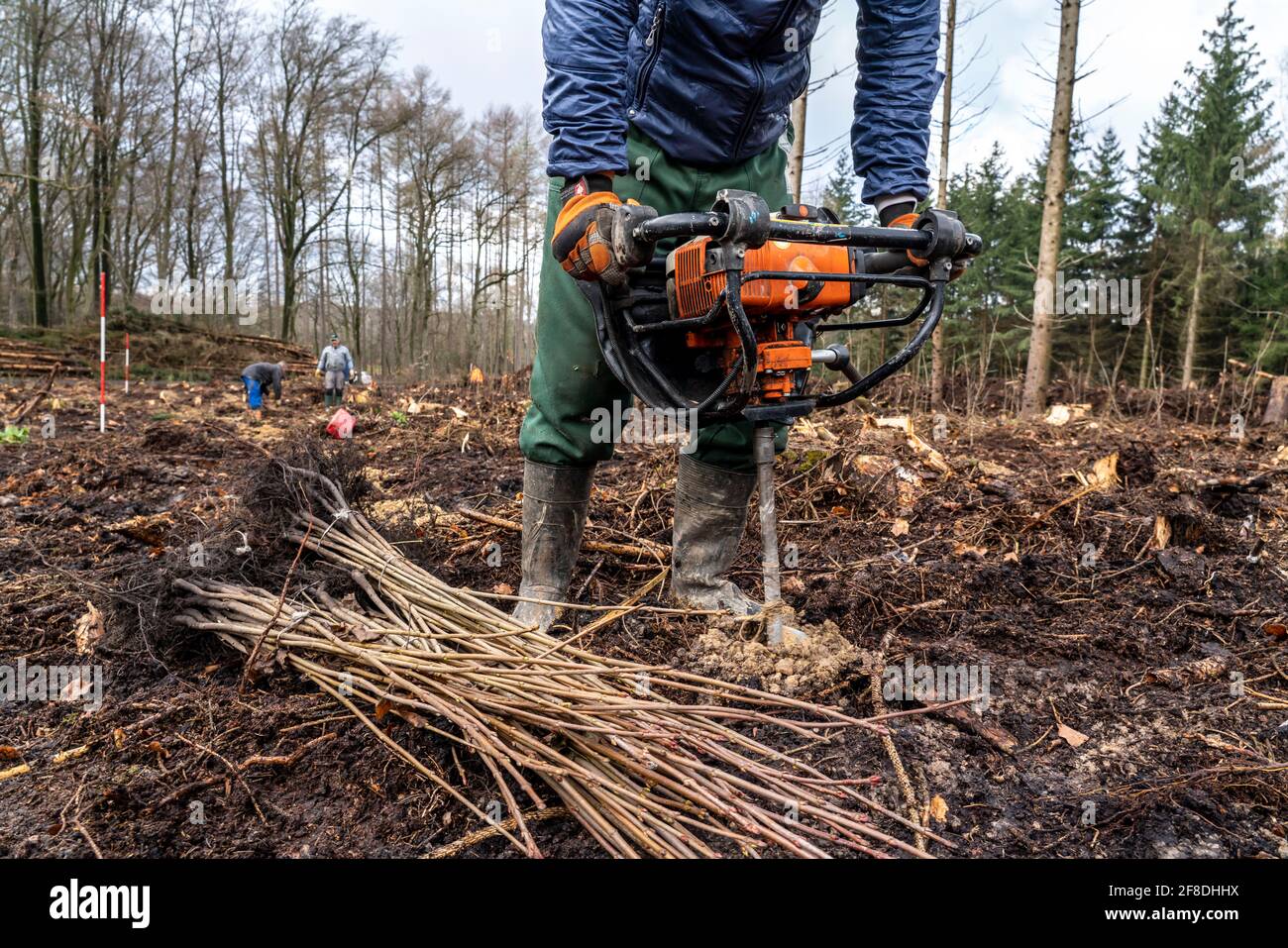 Reforestation in the Arnsberg forest near Rüthen-Nettelstädt, district of Soest, forest workers drill holes in the forest floor to plant young oak tre Stock Photo