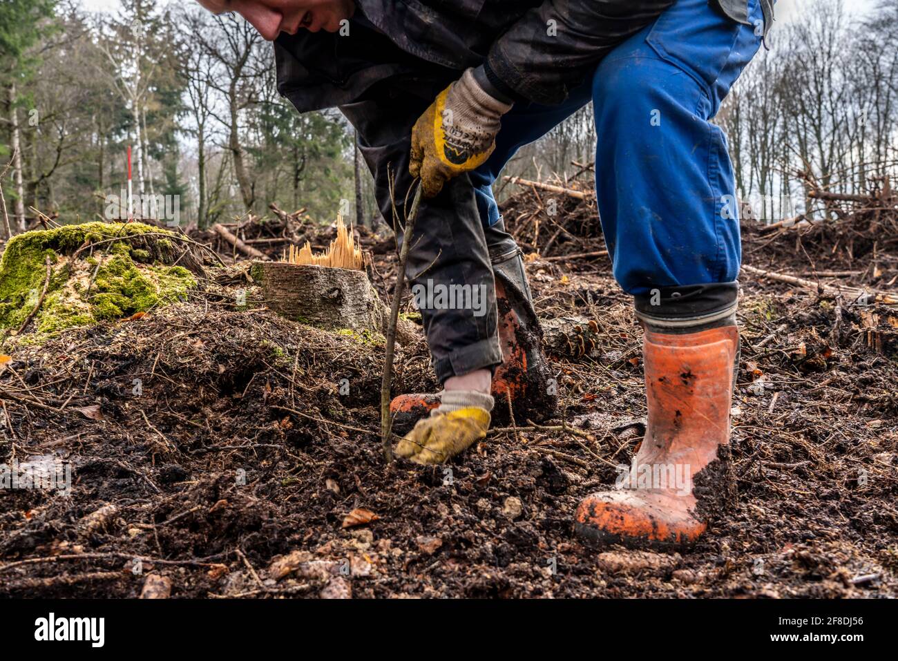 Reforestation in the Arnsberg forest near Rüthen-Nettelstädt, district of Soest, forest workers plant young oak trees, 2 years old, in previously dril Stock Photo