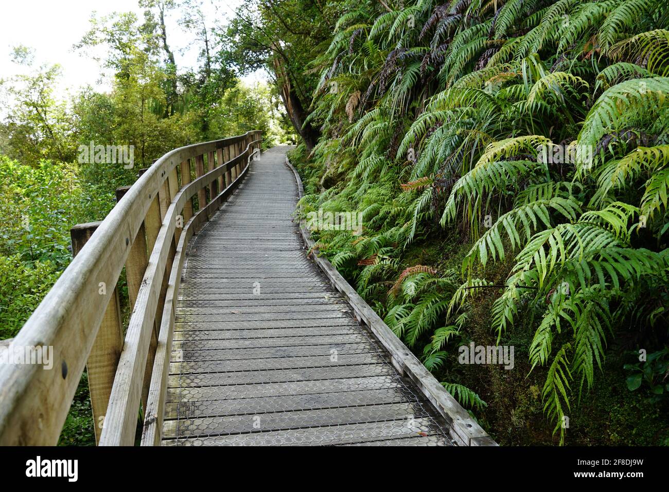 Wooden walkway in a park with fern plants Stock Photo - Alamy