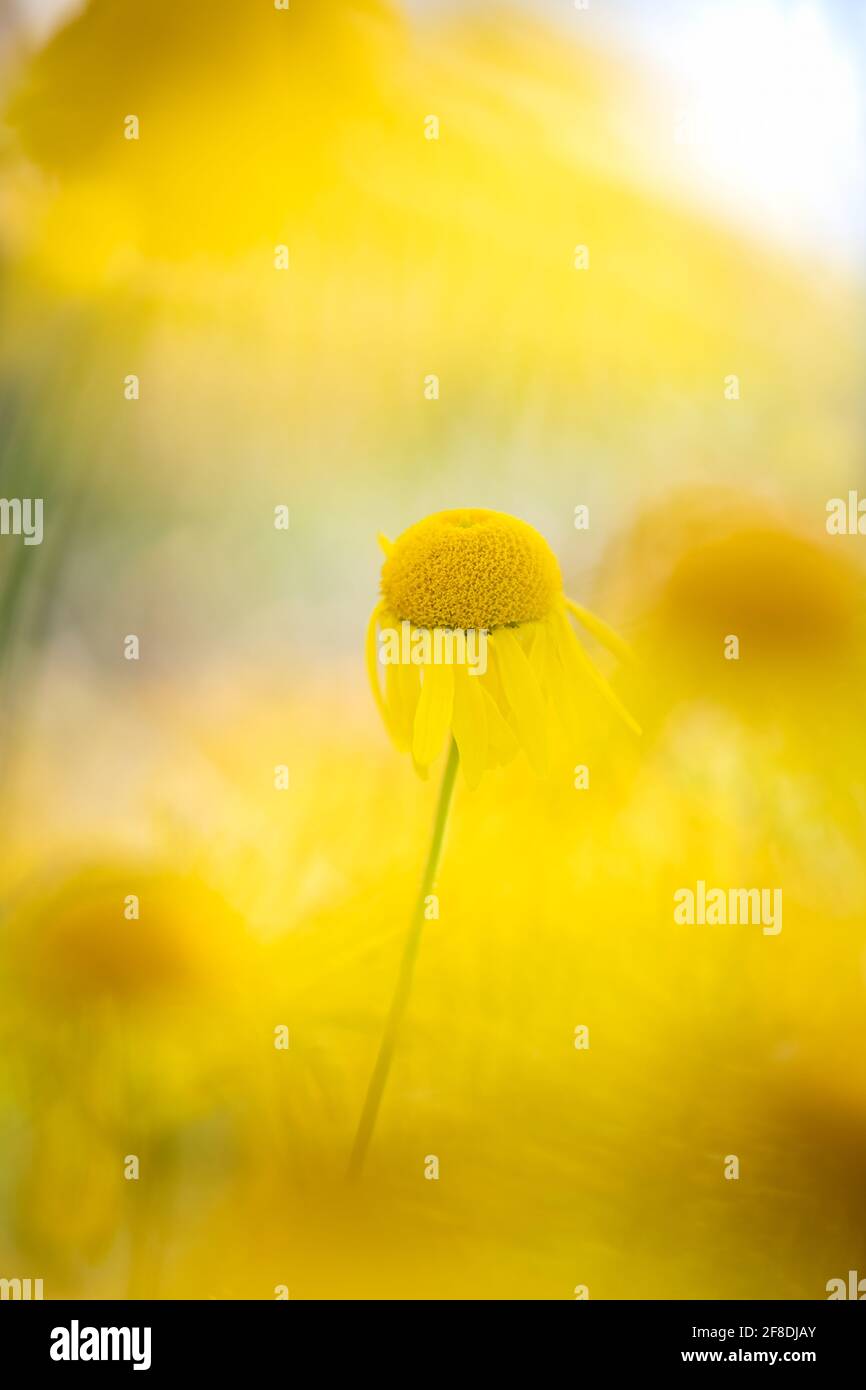 A close up of a single anthemis tinctoria ‘Kelwayi’ (golden marguerite or golden chamomile) flower with a blurred background of golden yellow flowers. Stock Photo