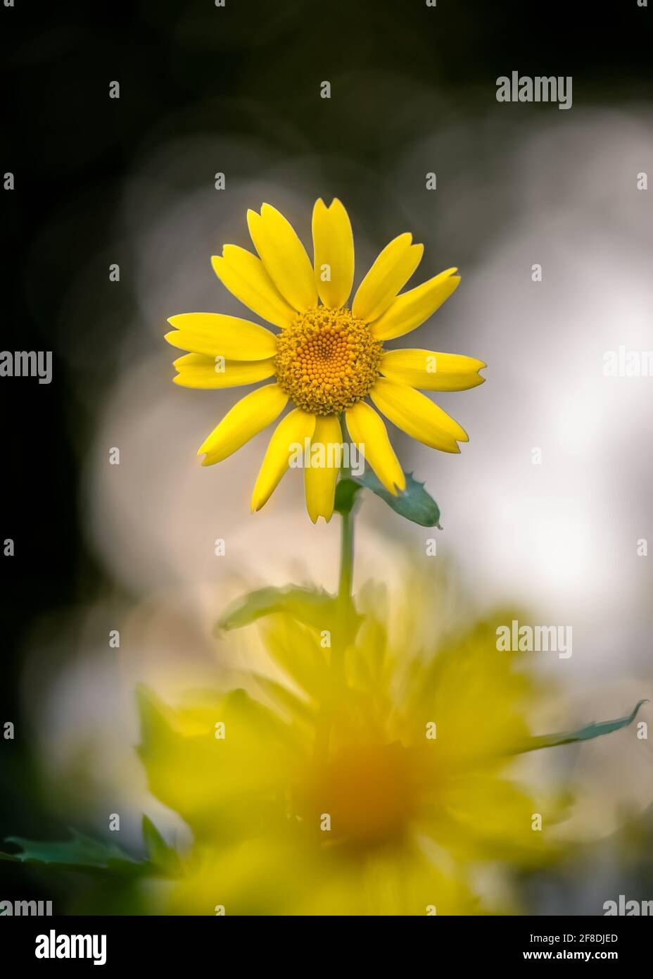 Artistic closeup of yellow corn marigold flower with blurred yellow flower in foreground, against an attractive blurred background. Stock Photo