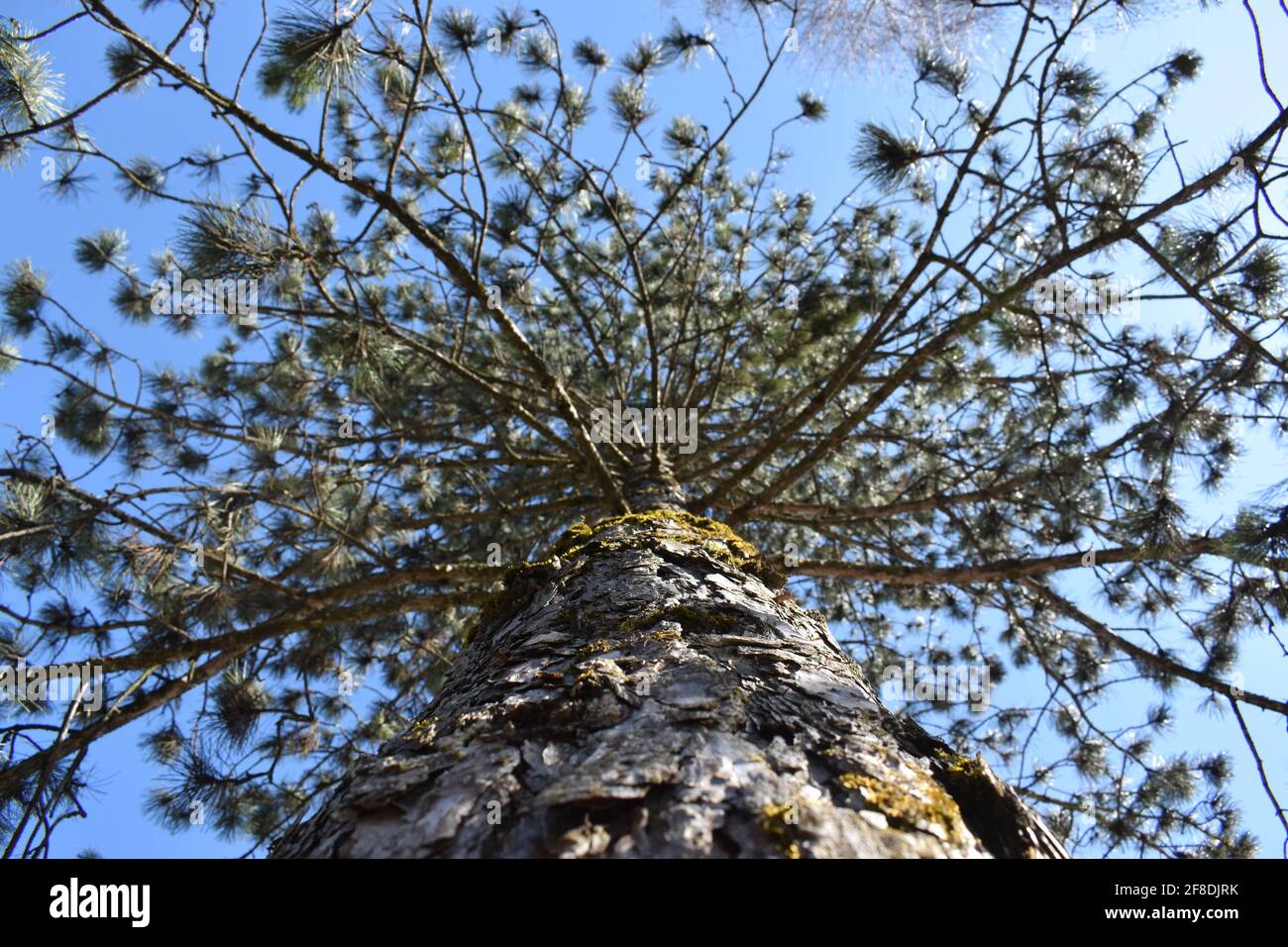 Pine tree low cloud hi-res stock photography and images - Alamy