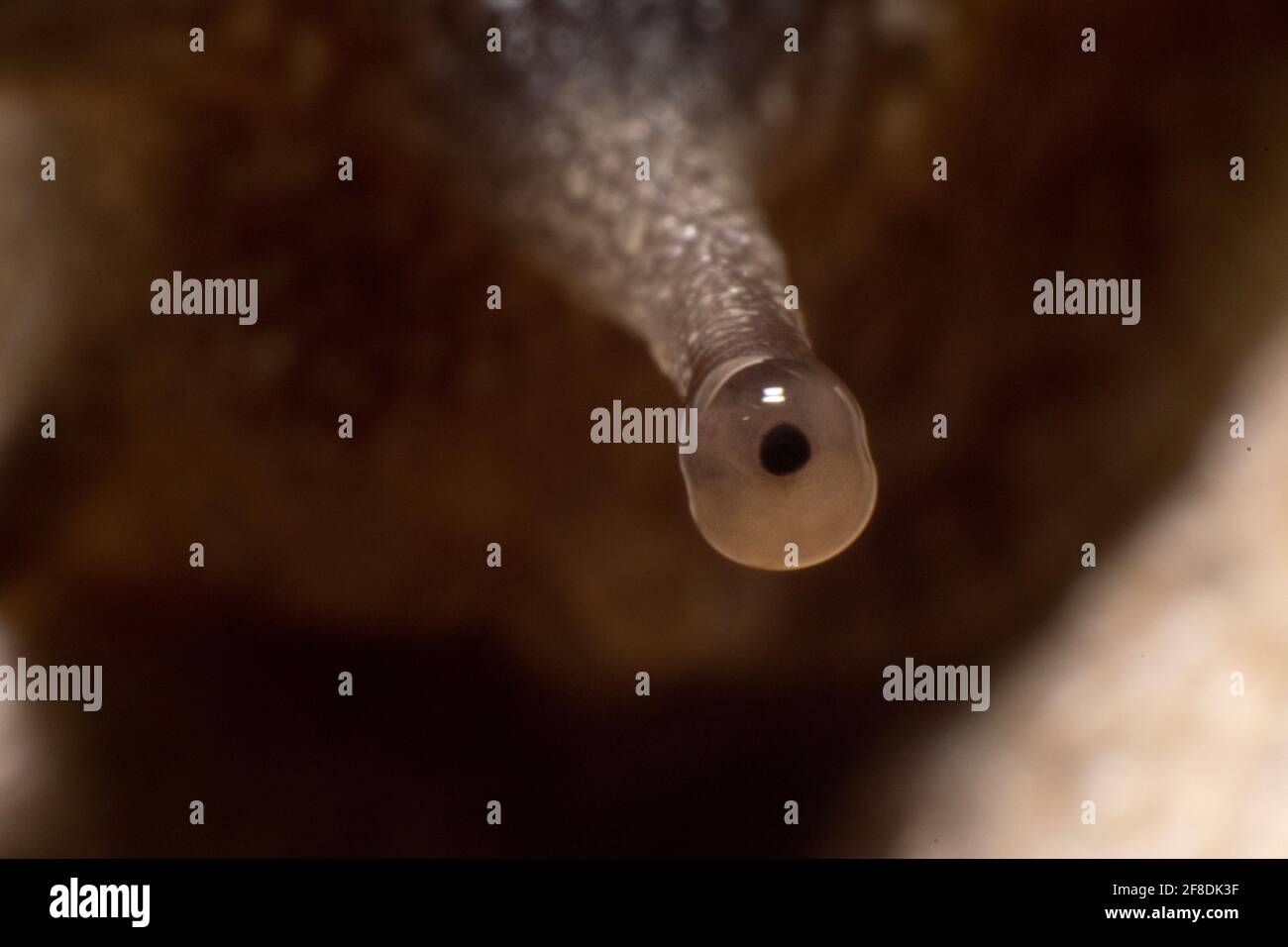 Snail eye macro photography Stock Photo Alamy
