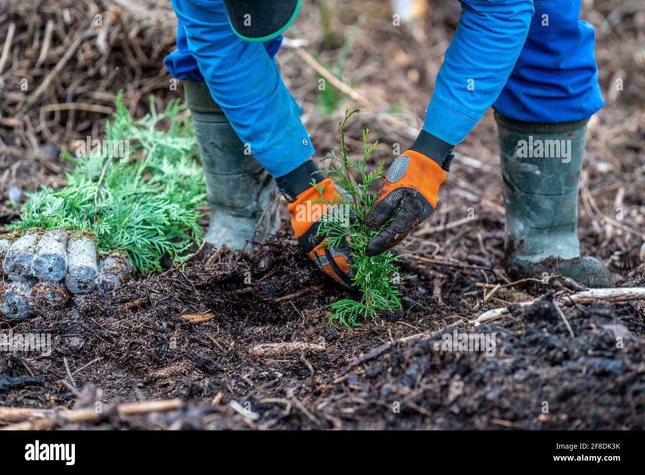 Reforestation in the Arnsberg forest near Warstein-Sichtigvor, district of Soest, forest workers plant young trees, mixed forest, young plants of the Stock Photo