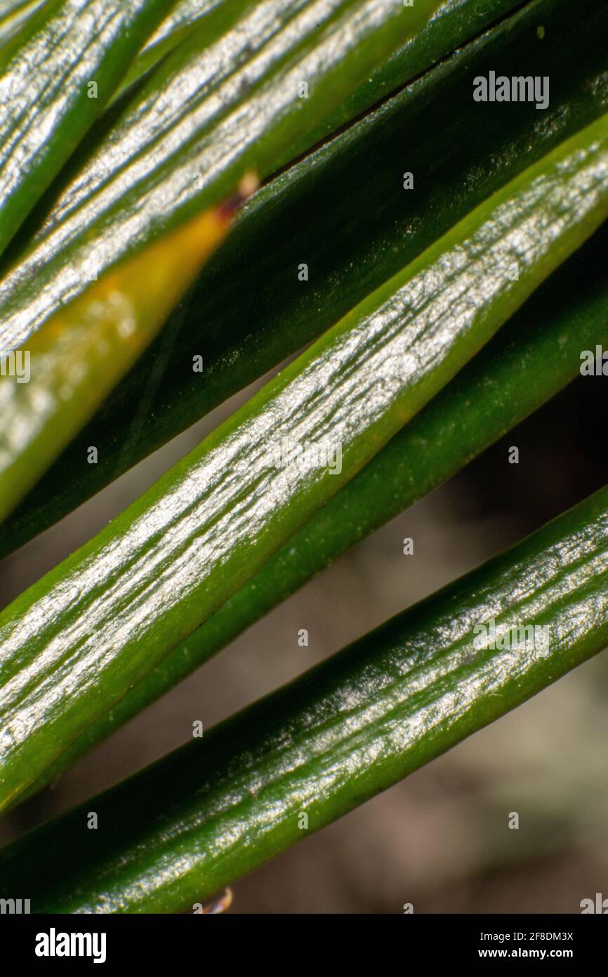 Cycas Revoluta leafs close-up Stock Photo