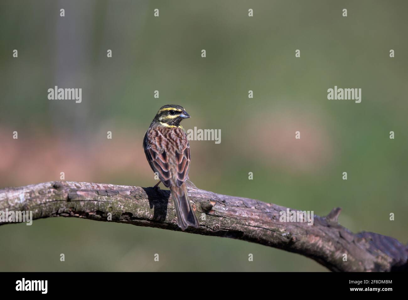 Cirl Bunting Emberiza cirlus on branch or on ground Stock Photo
