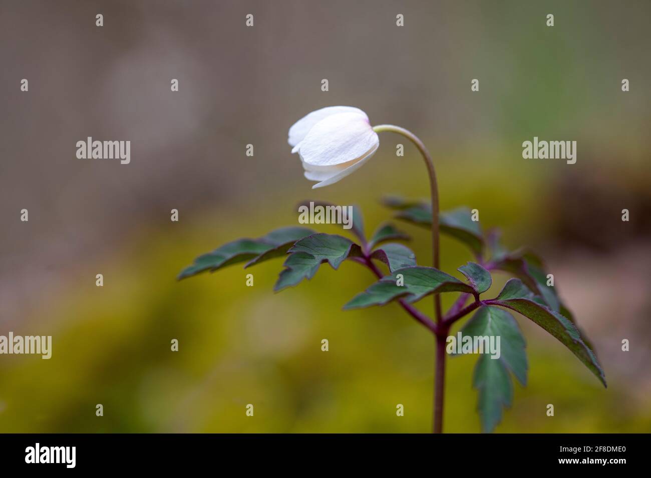 Wood anemone Anemona nemorosa in wood Stock Photo Alamy