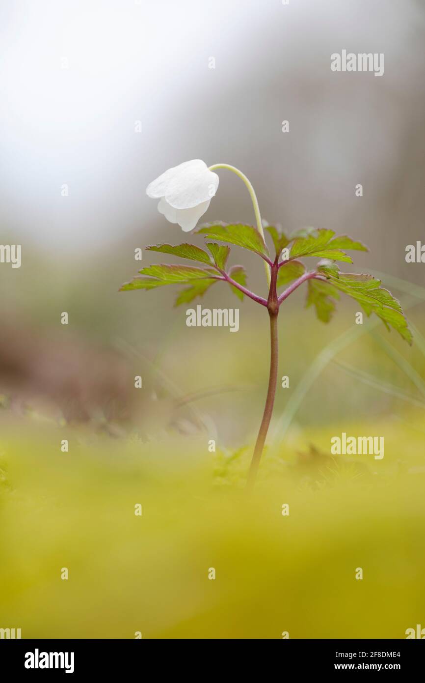 Wood anemone Anemona nemorosa in wood Stock Photo Alamy